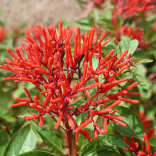 Image result for Hamelia patens