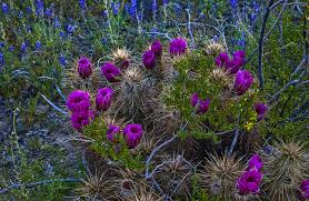If you live in glendale or the surrounding areas in the west valley, then you have picked the perfect site to find a veterinarian. Peoria Az Arizona Tourism