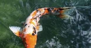 Pregnant Koi Fish Cuteness Koi Fish Koi Fish Pond Koi