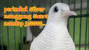 Maybe you would like to learn more about one of these? Perkutut Silver Gacor Cocok Buat Pikat Atau Pancingan Perkutut Yang Malas Bunyi Biar Cepet Manggung Youtube