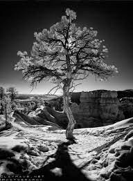 35 Stunning Infrared Photos Vandelay Design Dark Landscape Infrared Photography Black And White
