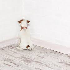 Scrub the dried urine stain with a soft brush and blot the area with. How To Get Rid Of Dog Urine Smell Home Remedies