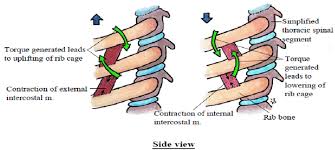 So, let's learn the ribs so we can attach the muscles in the right place. Torques Generated By Contraction Of External And Internal Intercostal Download Scientific Diagram
