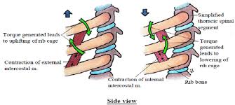 Your intercostal muscles are the muscles between your ribs. Torques Generated By Contraction Of External And Internal Intercostal Download Scientific Diagram