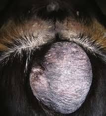 Desexing (neutering) a cryptorchid male: Testes And Scrotum Veterian Key