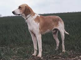 Pin By Cold Nose Warm Heart On Daily Dog Breed Dog Breeds Unique Dog Breeds Rare Dog Breeds