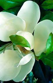 Southern Magnolia Magnolia Flower Beautiful Flowers White Flowers