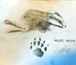 Meles Meles Tasso Lombardia Parcoregionale Montevecchia Curone Fauna Badger Park Animal Handdrawn Melesmeles Animali Orma Pawprint Dach