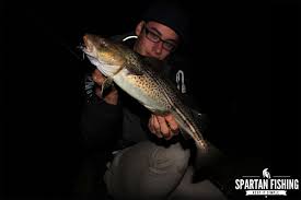 The cod is important for the baltic eco system as a whole.: Nachtliches Dorschangeln Und Warum Immer Orange
