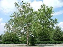 Platanus occidentalis, also referred to as american sycamore or simply sycamore, is platanus occidentalis. lady bird johnson wildflower center: American Sycamore Platanus Occidentalis