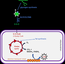 Glucose Regulation And Utilization In The Body
