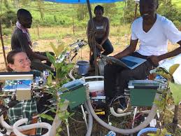 Image result for Harungana montana