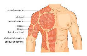 The torso or trunk is an anatomical term for the central part, or core, of many animal bodies (including humans) from which extend the neck and limbs. 12 759 Best Upper Body Muscles Images Stock Photos Vectors Adobe Stock