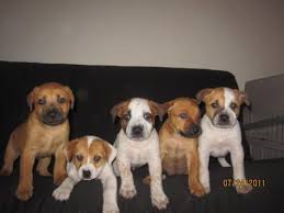 We have male and female boxer puppies. Adopt Red Heeler Boxer Pups On Petfinder Boxer Puppies Boxer Dogs Red Heeler