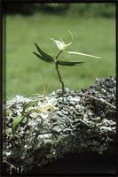 Image result for Angraecum conchiferum