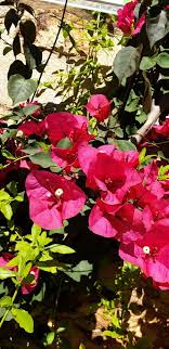 Stem gets modified to form perform some specialised functions. Bougainvillea At The Campsite