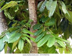 Image result for Carapa grandiflora
