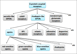 What Are Protein Families Protein Classification