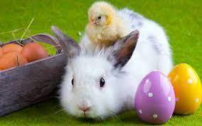 Poze haioase cu bebeluși imagini amuzante poze amuzante poze copii copii amuzanți meme amuzante pisici haioase imagini haioase funny memes. Image Result For Imagini Iepurasi De Paste Easter Bunny Pictures Real Easter Bunny Bunny Pictures