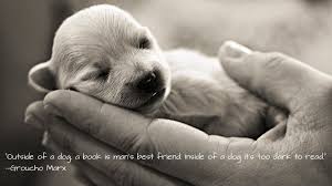 Wallpapers Quotes About Dogs Quotesgram Dog Quotes Cute Puppies Cute Animals