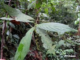 Image result for Bertiera