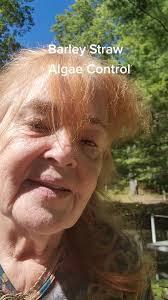 Pond maintenance with Barley Straw. #homeproject #pond #fyp #Catskillsmusic