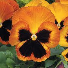 Pansy Matrix Sunset 5 Plants Pansies Flowers Pansies Tulip Flower Pictures
