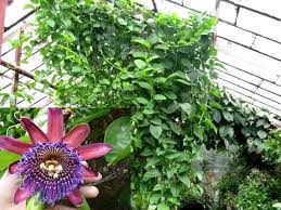 Image result for Passiflora quadrangularis