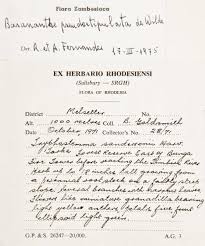 Image result for Basananthe sandersonii