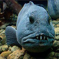 Wolf Fish Anarhicas Lupus Oceanlife Deep Sea Creatures Weird Fish Ocean Creatures