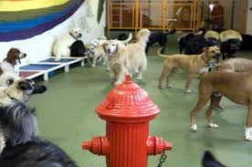 We did not find results for: Pin On Dog Daycare Ideas