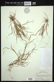 Image result for Digitaria acuminatissima