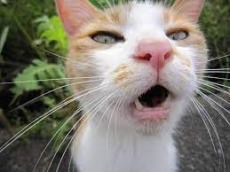  comel  gambar comel baby kembar erin maliq. 14 Gambar Kartun Muka Jelek Lucu Koleksi Gambar Lucu Menggambar Kucing Kucing Kartun