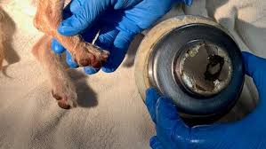 ventura firefighters rescue dog stuck