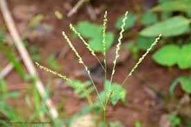 Image result for Alloteropsis