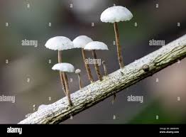 Image result for Marasmius sp.