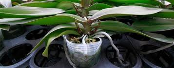 The next best thing for finding cheap orchid flowers is to take a ride and look for some greenhouse in your neighborhood. How The Precious Orchid Got So Cheap Wsj