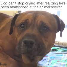 Dog can't stop crying after realising he's been abandoned at t... | How can  people do this to an animal? 😔 Credit: Saving Carson Shelter Dogs | By VT  | Facebook