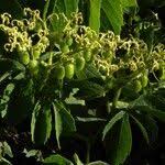 Image result for Cyphostemma hypoleucum