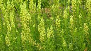 Image result for Resedaceae