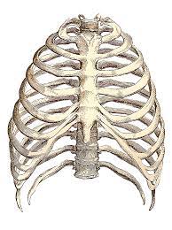 Anatomy of the human rib cage. Pin By Kanan Nagel On Inspiration Rib Cage Drawing Anatomy Art Clip Art Vintage