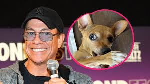 That is, if said enemies are lucky. Neue Freundin Bei Jean Claude Van Damme Zog Ein Hund Ein Promiflash De