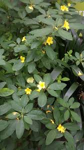 Image result for Reinwardtia indica