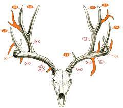 .shed hunting, whitetail deer|comments off on how to find shed deer antlers. Measuring And Scoring Mule And Blacktail Deer B C Club Official Guide Pro Insight