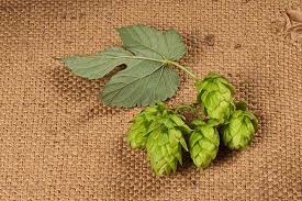 Ver más ideas sobre lupulo cerveza, cerveza, cerveza artesanal. Lupulo En La Cerveza De Donde Viene Y Que Tipologia Utilizamos