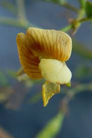 Image result for Aeschynomene sensitiva