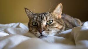 If your cat is an outdoor cat during the day, and you keep them indoors at night, there is a good chance that they may be meowing at night because they are feeling trapped. How To Stop Your Cat From Waking You Up How To Stop A Cat From Waking You Up