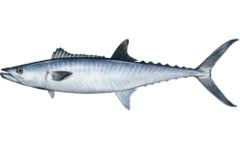 Trên điện thoại chạm và xoay. Ca Thu Vua Wikiwand