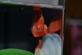 Angry Betta By Notoriousbunny On Deviantart