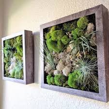 Gerahmter Vertikaler Wandgarten Mit Drei Luftpflanzen Tillandsia Gerahmter Luftpflanzen Tillandsia Vertikale Luftpflanzen Aufhangen Wandgarten Luftpflanzen